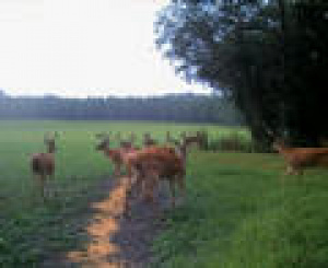 HUNTING PRESERVE and DEER BREEDING FARM - COMPLETE