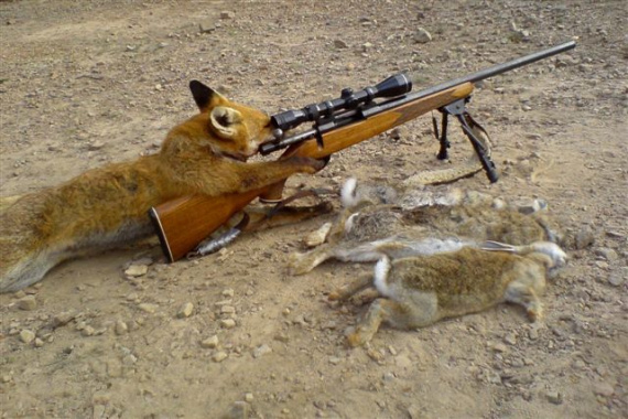 Rabbit Hunting