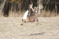  Whitetail Deer Hunting Ranch: A Quick Guide for the Novices